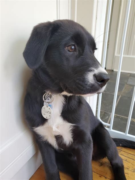 Father is a lab border collie mix who appears more lab. . Borador puppies
